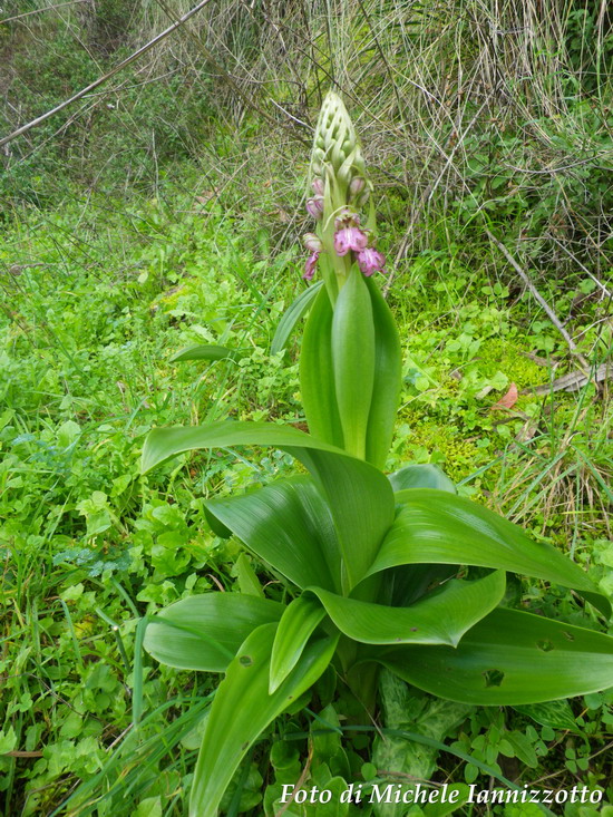 Barlia robertiana in Montagna della Ganzaria (CT)